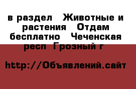  в раздел : Животные и растения » Отдам бесплатно . Чеченская респ.,Грозный г.